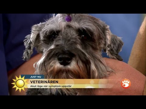 Video: Urinsten I Hunde