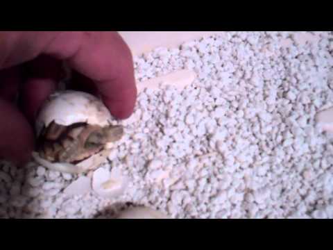 Sulcata Tortoise Hatching #2
