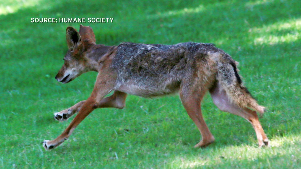 Coyote Sightings in San Diego Neighborhoods – NBC 7 San Diego