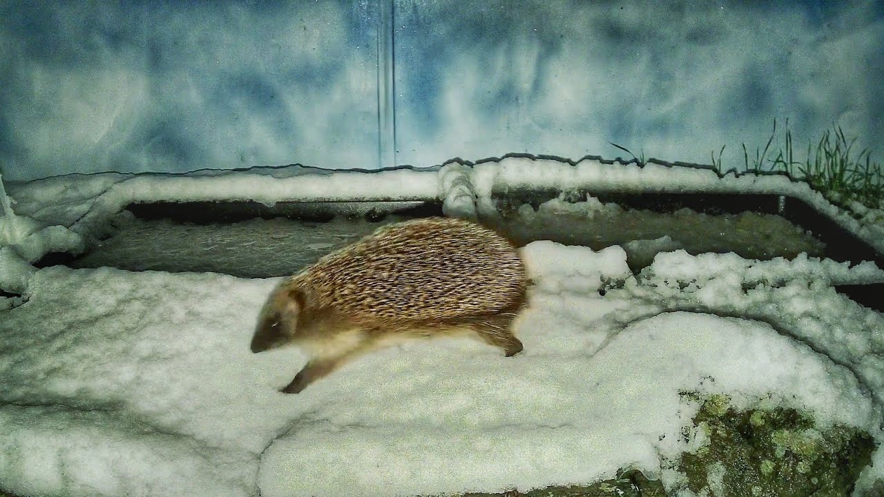 Hedgehog in snow, 9th January 2026