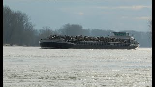 #136 Shipspotting: Binnenschiffe auf dem Rhein / Annabell, Heinrich.K., Egalite, Griffieon