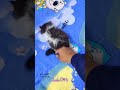 شاكيرا وصلت طنطااا قطاقيط كوڤيـدو وطعامتها صلو علي النبي كوفيدو كات قطاقيط كوفيدو Kitten 