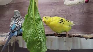 10 Hr Happy Singing & Eating Parakeet Budgies Birds, Reduce Stress of Lonely Quiet Birds screenshot 3