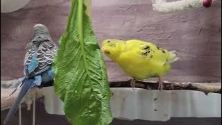 10 Hr Happy Singing & Eating Parakeet Budgies Birds, Reduce Stress of Lonely Quiet Birds