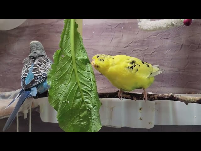 10 Hr Happy Singing u0026 Eating Parakeet Budgies Birds, Reduce Stress of Lonely Quiet Birds class=