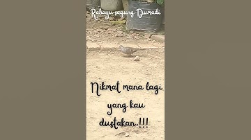 perkutut lokal_ Rahayu sagung Dumadi. #perkutut #shorts