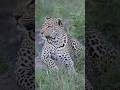 ( Don’t disturb ) 🐍❤️🩹#jungle #wildlife #nature #animals #leopard #travel #leo