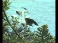 Le heron  documentaire animalier