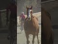 Horse Disrupts Strade Bianche! #shorts