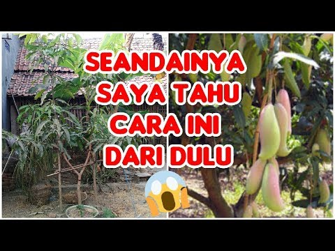 Video: Apakah Sulit Menanam Mangga Dari Biji?