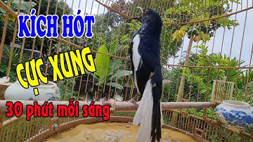 Chòe Than Hót Chuẩn GIỌNG NÚI RỪNG || Luyện Choè than HÓT HAY - Kích Chòe Than Hót Đấu | choe than