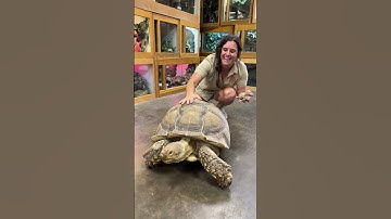 Thumbnail of BIg vs Small Sulcata Tortoise! 😱