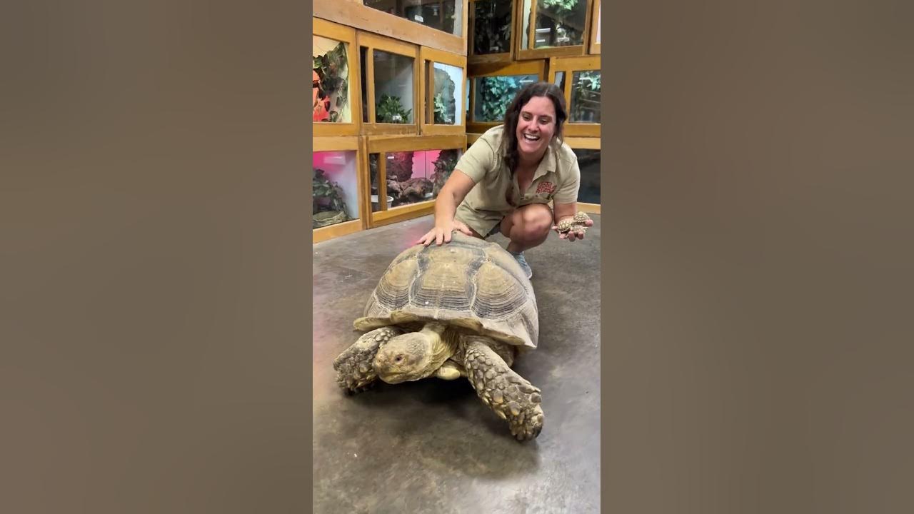 BIg vs Small Sulcata Tortoise! 😱