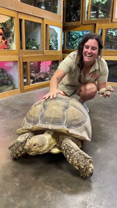 BIg vs Small Sulcata Tortoise! ๐ฑ