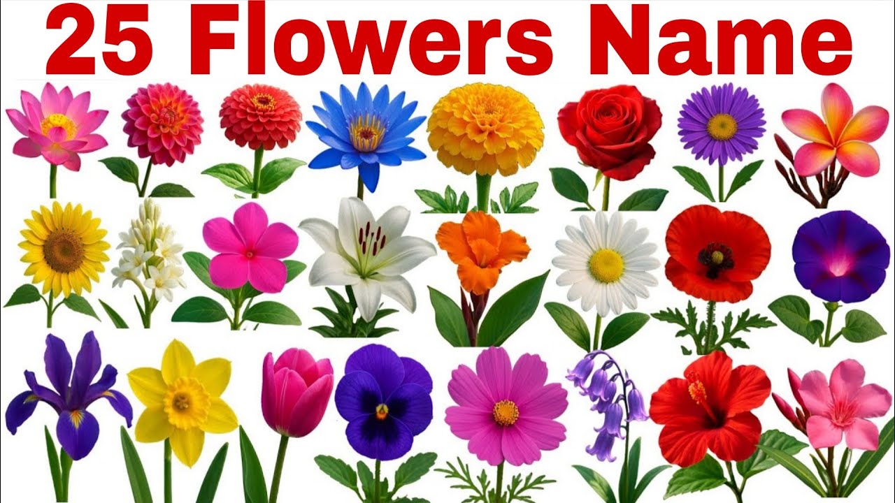 flowers name in english with pdf | Flowers Name in English with Pictures 