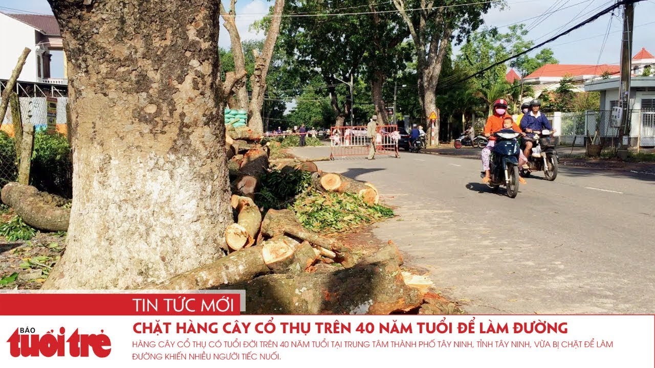 Chặt hàng cây cổ thụ trên 40 năm tuổi để làm đường - YouTube