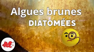 Algues brunes - Diatomées en aquarium