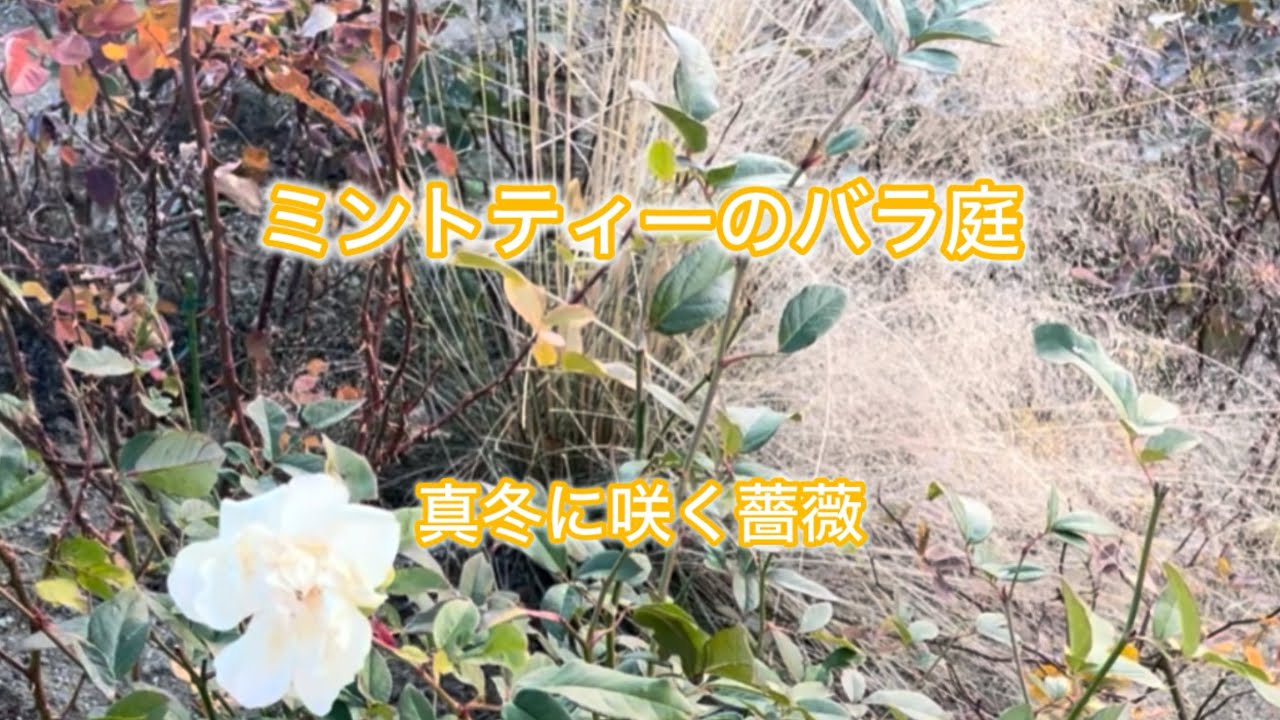 ミントティーのバラ庭「真冬に咲く薔薇」 - YouTube