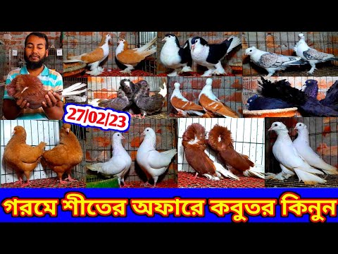 গরমে শীতের অফার দিলেন বিশ্বস্ত খামারি জুয়েল ভাই | পানির দামে কবুতর কিনুন