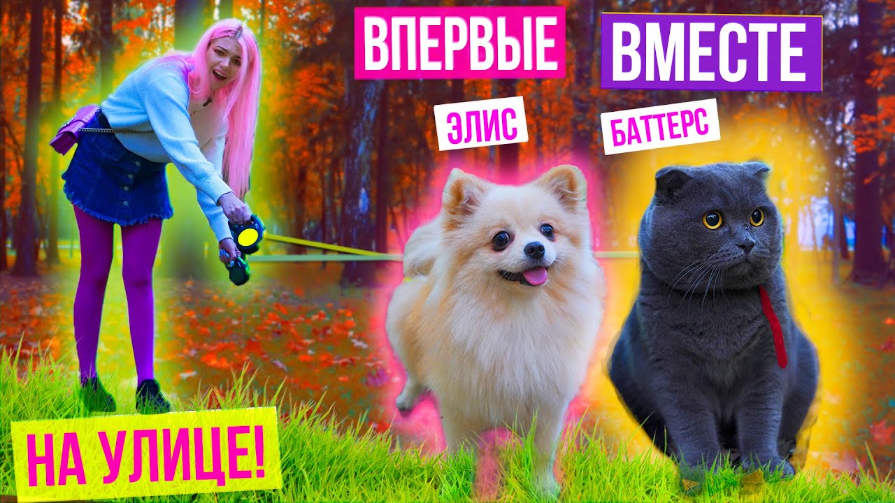 гулять с собакой в ​​парке