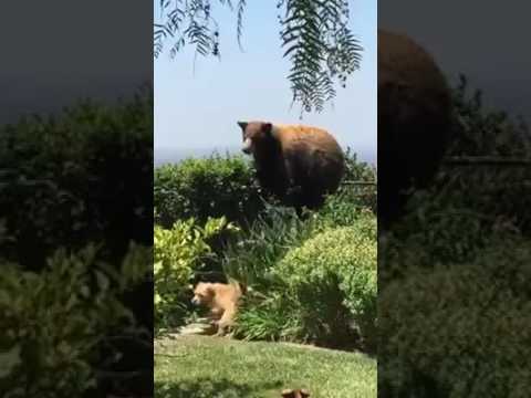 Urso Invade Casa Bear Invades House 熊家侵入 クマが家に侵入します Youtube Urso Invade Casa Bear Invades House 熊家侵入 クマが家に侵入します Youtube