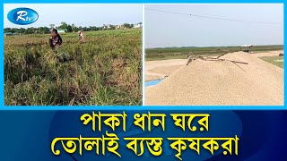 বন্যার পূর্বাভাস ঘিরে সুনামগঞ্জের হাওরে ধান কাটছে কৃষক এ বিষয়ে জানাতে সরাসরি | Sunamganj | Rtv News