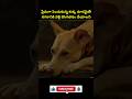 💥💥💥Most intresting amazing facts Telugu | ⚡💥⚡  #shorts #ytshorts #viralvideo