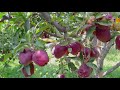 Apple orchard of shahnawaz khan pinjoora shopain