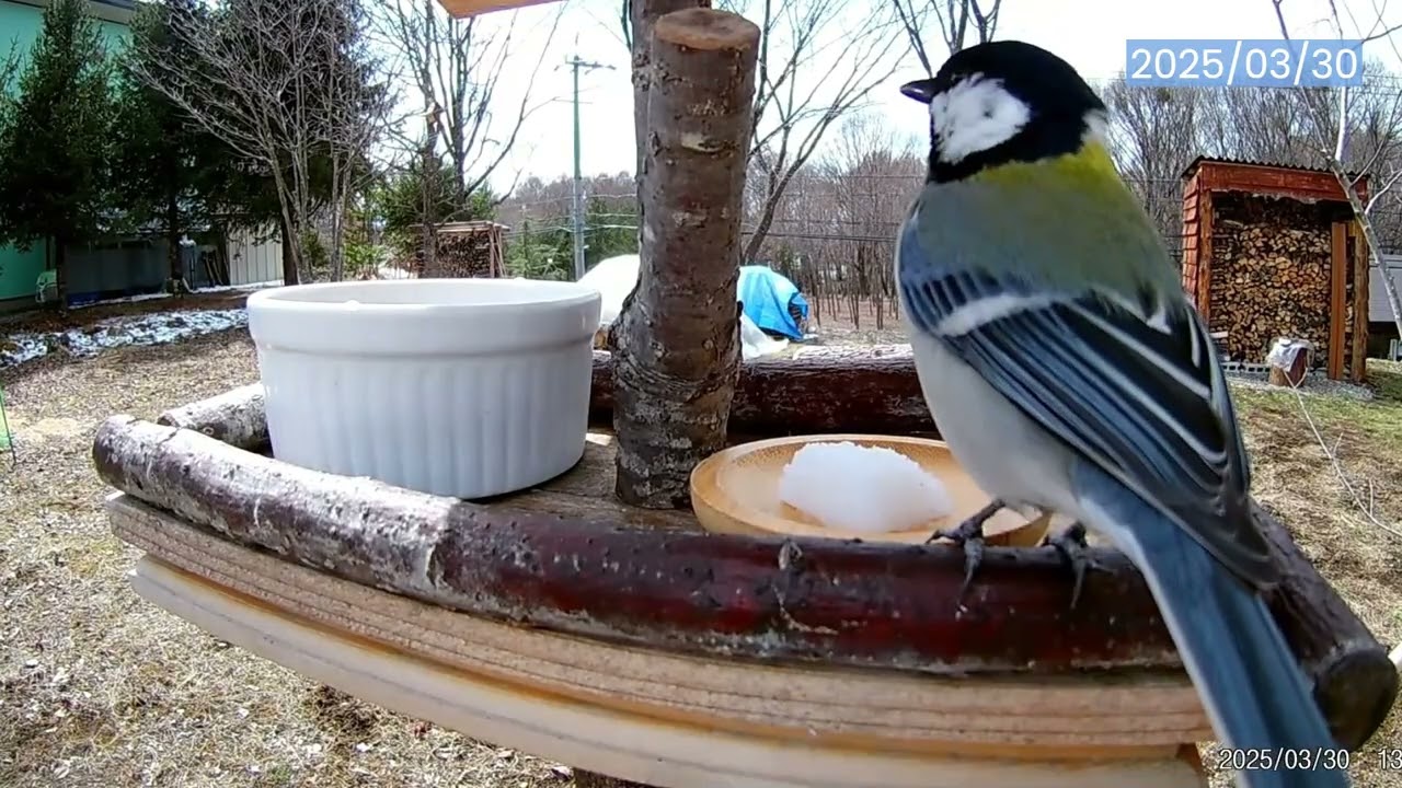 シジュウカラ、ある日を境に餌台でさえずり出す - YouTube