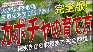 カボチャの上手な育て方種まきから収穫までを完全解説