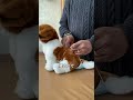 ペット用の超格安おむつ