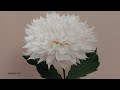 ЦВЕТЫ из Гофрированной Бумаги ГЕОРГИНЫ Как сделать своими руками / CREPE PAPER FLOWERS DIY