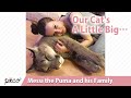 Our Cat's A Little Big… Messi the Puma and his Family