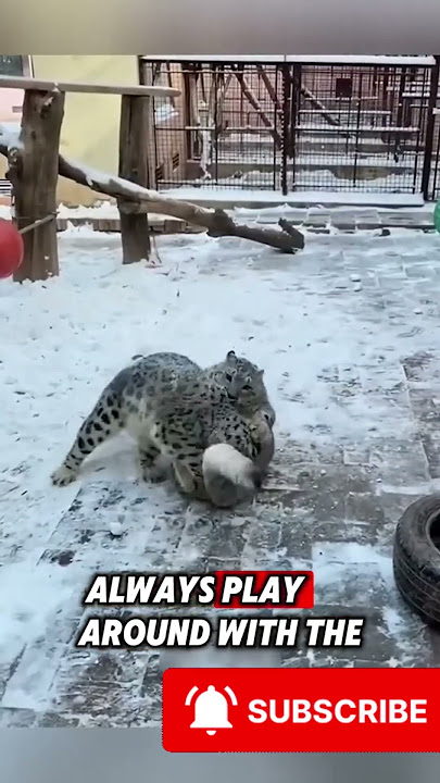 Young vs Old: A Rare Snow Leopard Encounter You’ll Never Forget