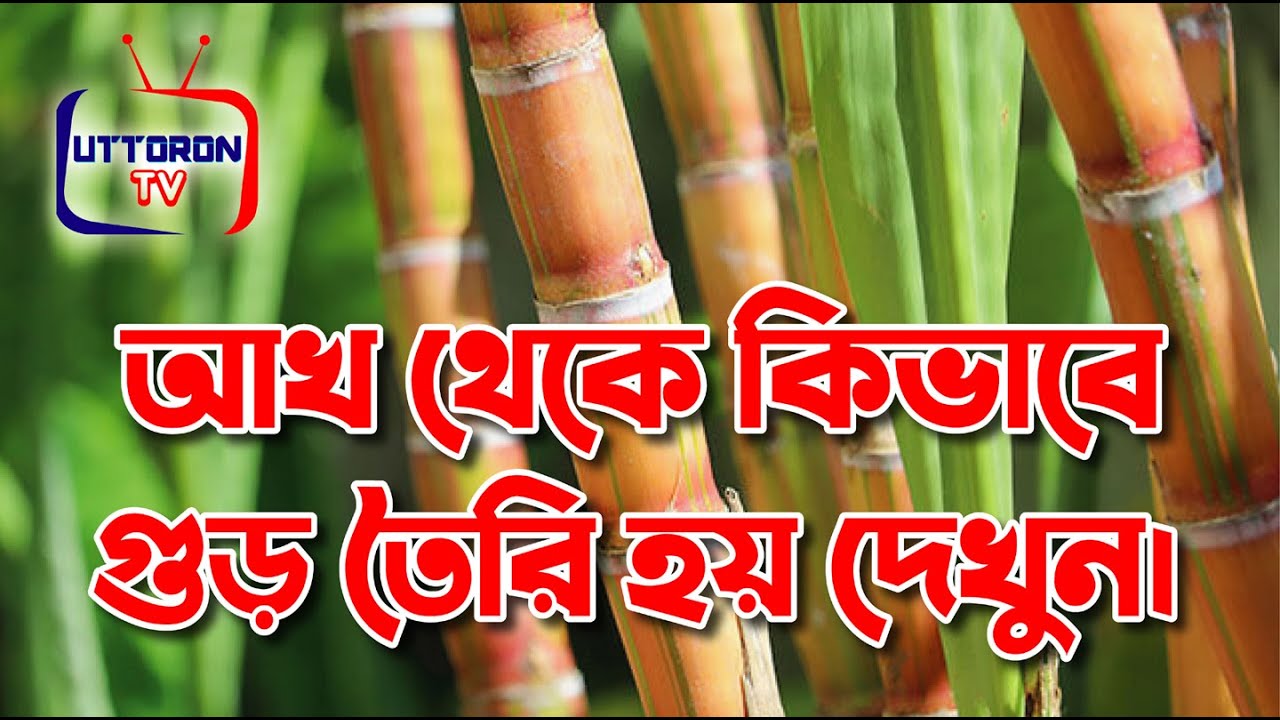 how-sugar-is-made-from-sugarcane-youtube