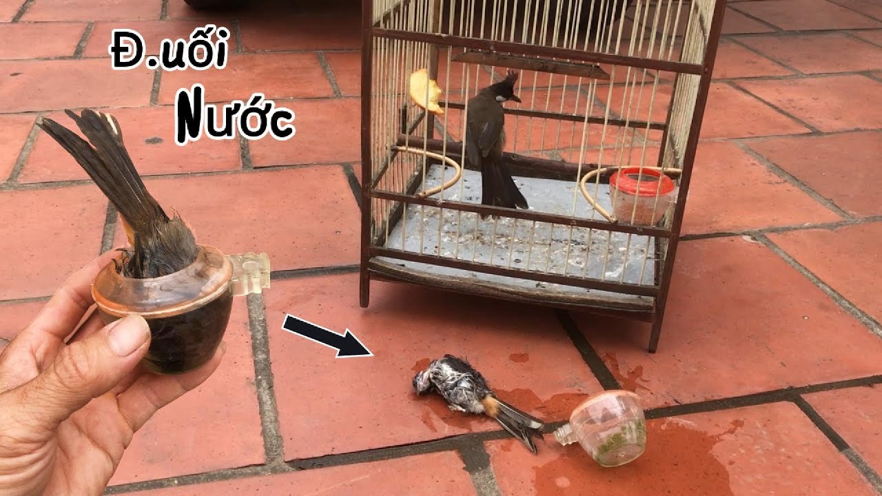 Bàng Hoàng Nhìn Chào Mào Non Lao Đầu Cóng Nước Kẹp 