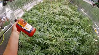 Heavyweight Flower Boosters 💲 Crop