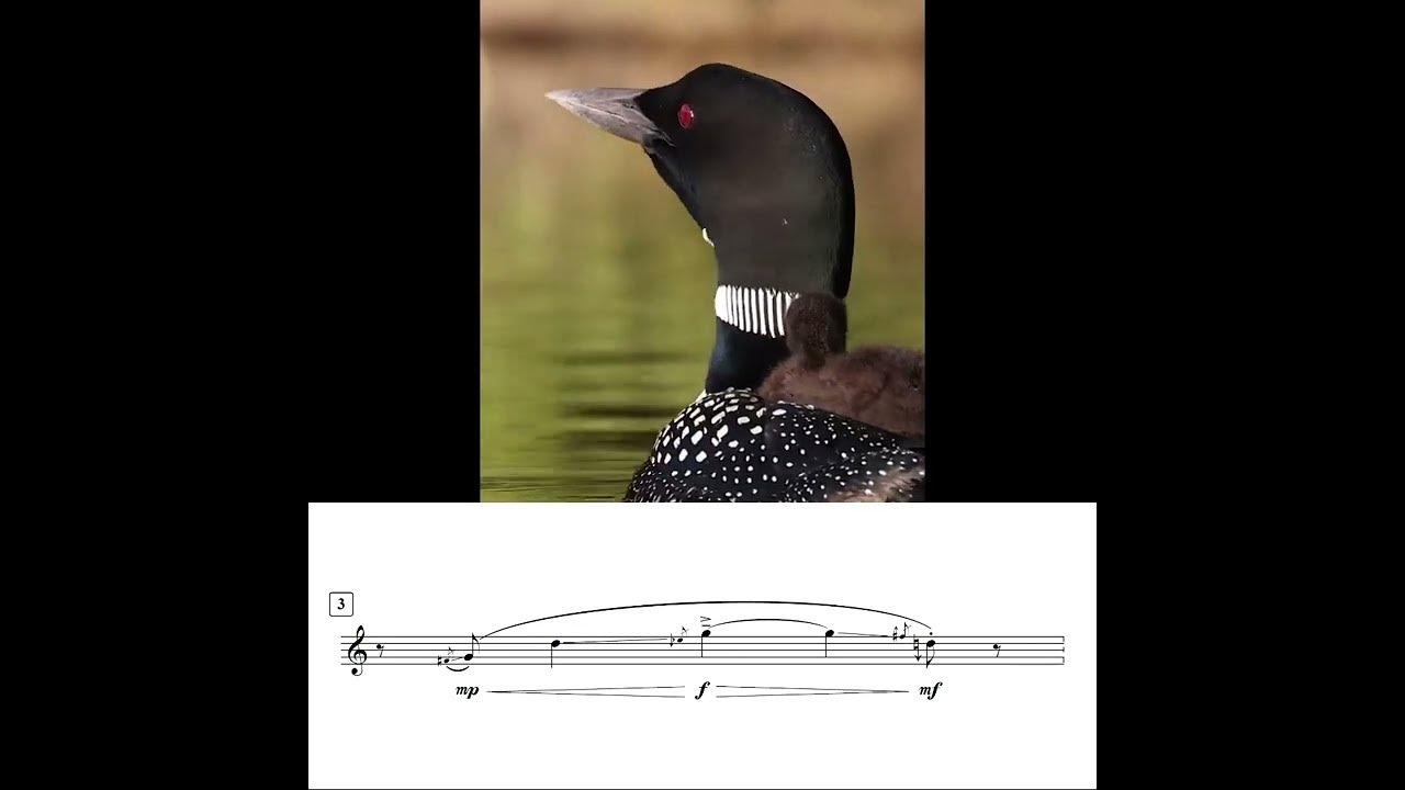 OFFICIAL VIDEO) LOON CALLS AT NIGHT / COMMON LOON VOICES 