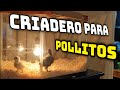 CRIADERO de POLLITOS sedosos/NACIDOS EN INCUBADORA nuevo PROYECTO.