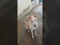 ab to शर्म bech di funny 🤣# trending # shorts