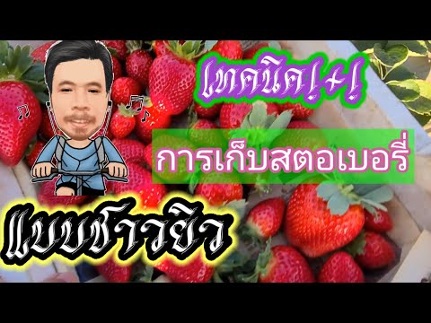 เทคนิคการเก็บผลสตอเบอรี่แบบชาวอิสราเอล #แรงงานไทยในอิสราเอล 🇮🇱🙏🇹🇭 EP.50