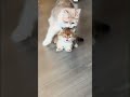 Please share the joy with your friends.  #animals  #funny  #pets