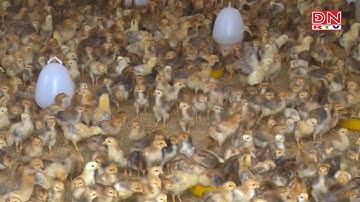 Tăng cường công tác phòng, chống cúm gia cầm lây sang người