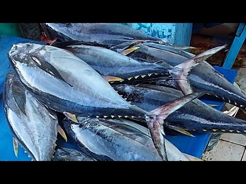 How To Pole and Line Tuna Fishing - Giant Bluefin Tuna Fish