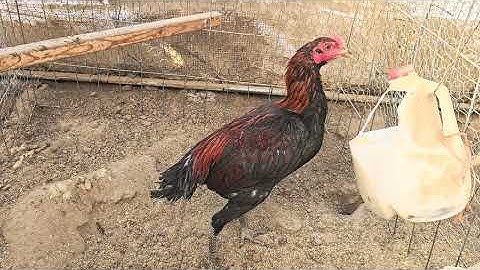 Pure Kosem Farm Pama. VIP.