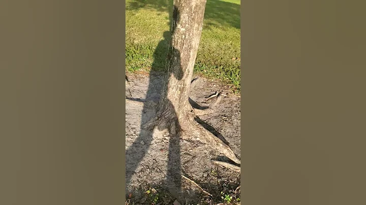 running in the field