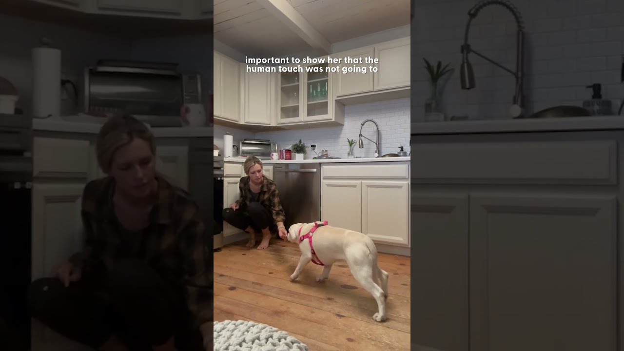 Rescue Dog Flinched When Mom Tried To Pet Her Until The Dodo