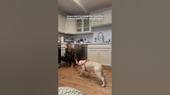 Rescue Dog Flinched When Mom Tried To Pet Her Until... | The Dodo
