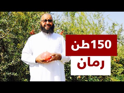 مزرعة في القصيم تنتج 150 طن من الرمان       150