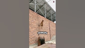 Belgian Malinois Takes Flight